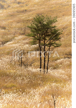 Toho高原Susukito樹（兵庫縣神崎郡上川町） 39095905