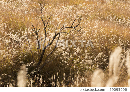 Toho高原Susukito樹（兵庫縣神崎郡上川町） 39095906