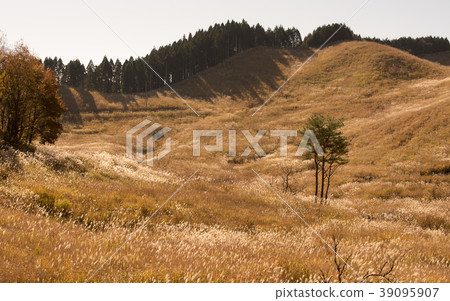 Toho Plateau在秋天的晴天（兵庫縣神崎郡上川町） 39095907