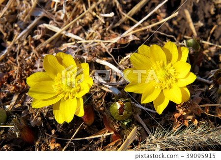 Full bloom Full bloom 39095915