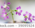 Wildflower 39095924