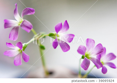 Wildflower 39095924