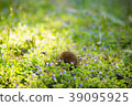 A field 39095925