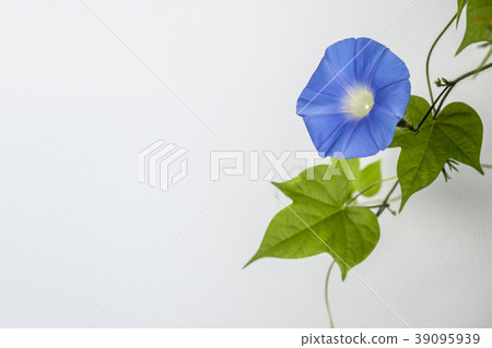 Blue morning glory Blue morning glory 39095939