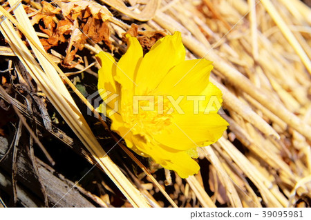 Full bloom Full bloom 39095981