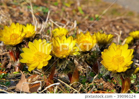 盛開 盛開 39096124