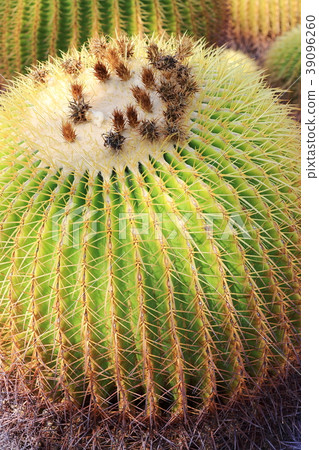 Tamada cactus Tamada cactus 39096260