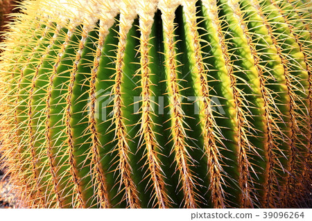 Tamada cactus Tamada cactus 39096264