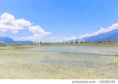Sanxiantai Taiwan Taitung Blang Avenue Clear blue sky and white clouds 39096298