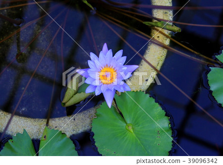 睡蓮 39096342