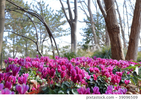 Garden cyclamen 39096509