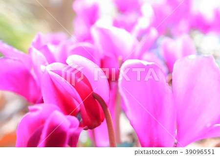 Garden cyclamen 39096551