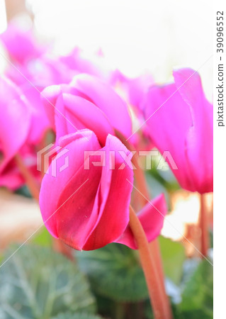 花園仙客來 39096552