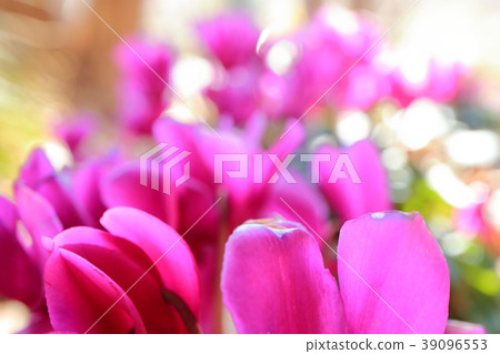 Garden cyclamen 39096553