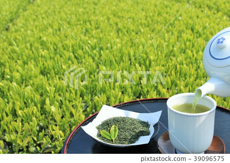 初夏的茶園和新鮮的新茶 初夏的茶園和新鮮的新茶 39096575