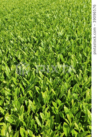 初夏的茶園 初夏的茶園 39096576