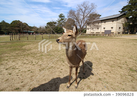 Nara Park deer Nara Park deer 39096828