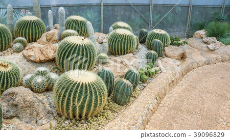 close up of cactus in a garden. close up of cactus in a garden. 39096829