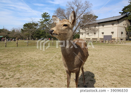 Nara Park deer Nara Park deer 39096830