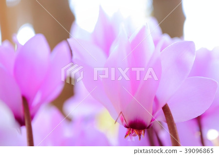 Garden cyclamen 39096865