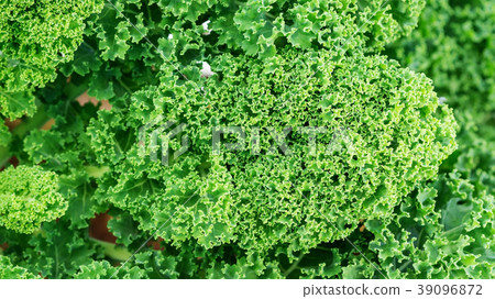 Close up of green curly kale plant in a vegetable  39096872