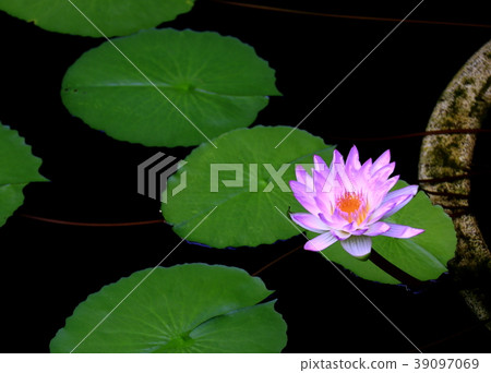 Water lily Water lily 39097069