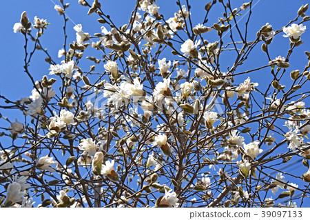 Sidekobushi (four hands spicy) 39097133