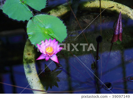 Water lily 39097149
