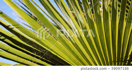 Palm leaf background. When the sun shines through 39097186