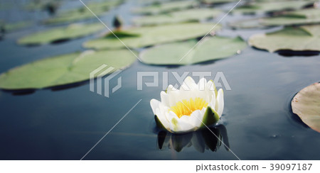 White water lily and green lily pads in the lake 39097187