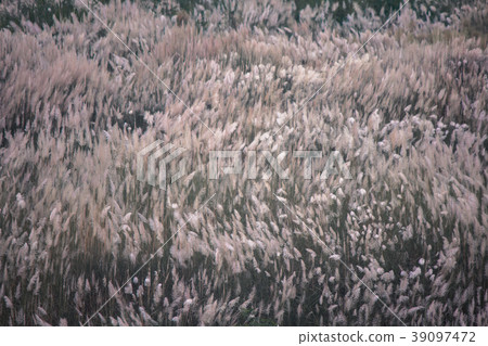 芒草原 39097472