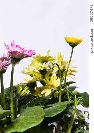 菊花的植物。 Mulchicore和非洲菊。 39097478