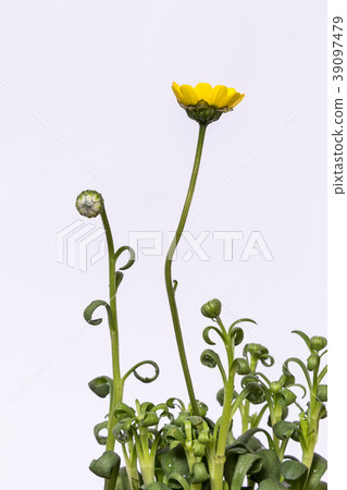 菊花的植物。 Muruchikore。 菊花的植物。 Muruchikore。 39097479