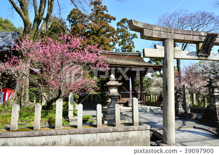 Seongnam Palace Meadow plum Seongnam Palace Meadow plum 39097900