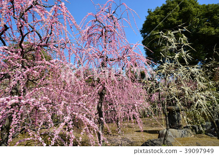 Seongnam Palace Meadow plum Seongnam Palace Meadow plum 39097949