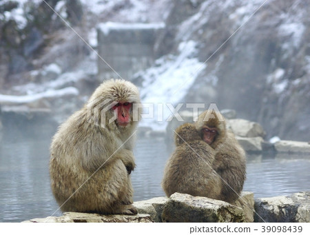 Winter scenery of Jigokudani Monkey Park, Yamanouchi Town, Shimotakai County, Nagano Prefecture Winter scenery of Jigokudani Monkey Park, Yamanouchi Town, Shimotakai County, Nagano Prefecture 39098439