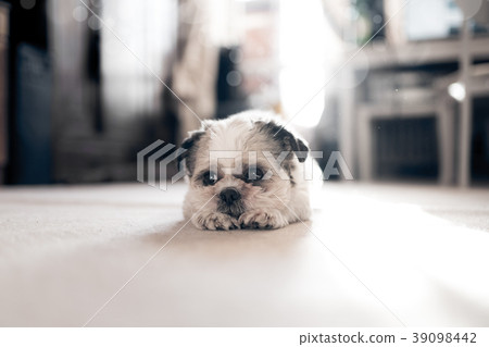 Cute Shih Tzu lies on the floor in living room Cute Shih Tzu lies on the floor in living room 39098442
