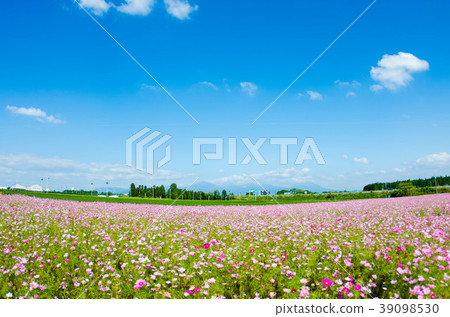 Kirishima mountain range and cosmos 39098530