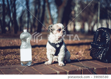 Portrait of cute Shih Tzu in the park Portrait of cute Shih Tzu in the park 39098580