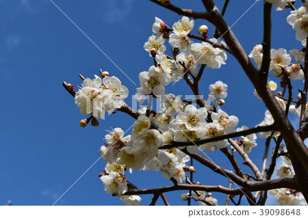 白色李子和藍天 39098648