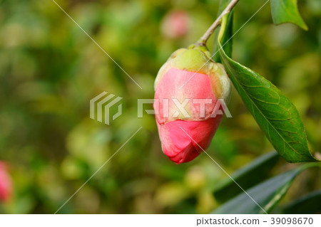 Konohana figure winding (Ishigo bowl 1) 39098670