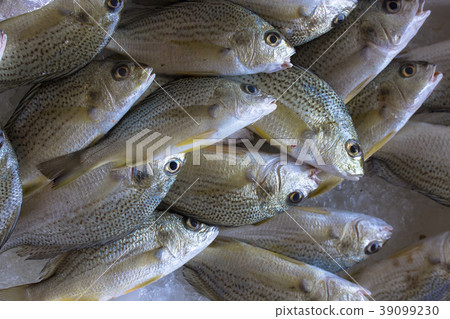 海產 魚 39099230