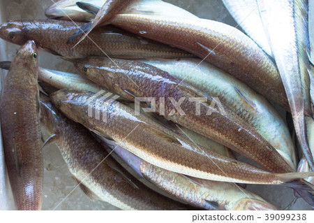 海產 魚 39099238