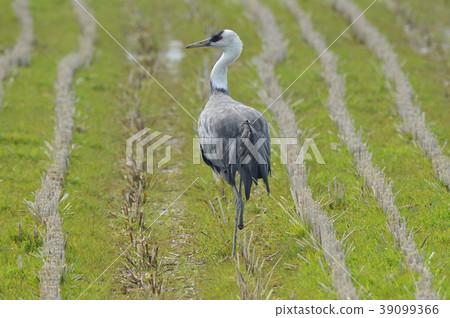 Nabe-zuru（鹿兒島縣和泉市） 39099366