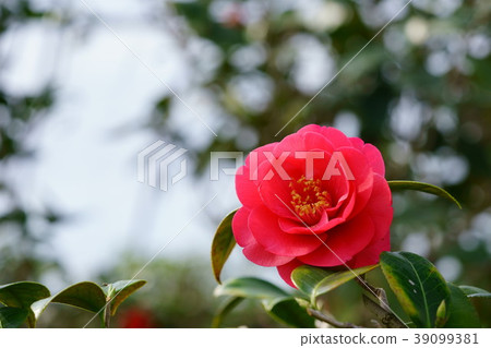Camellia flower scroll (scarlet crepe 4) 39099381