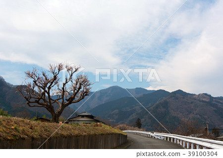 Japanese plum tree 39100304