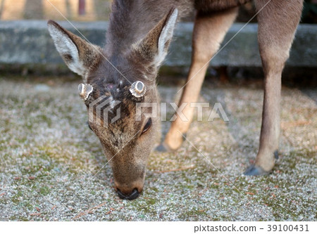 A deer A deer 39100431