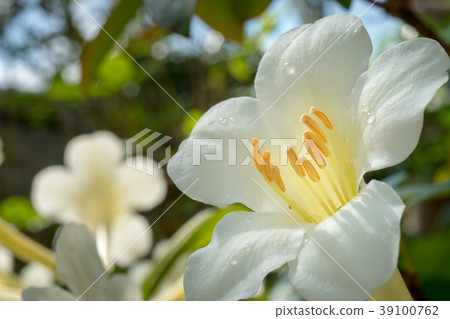 White flower White flower 39100762
