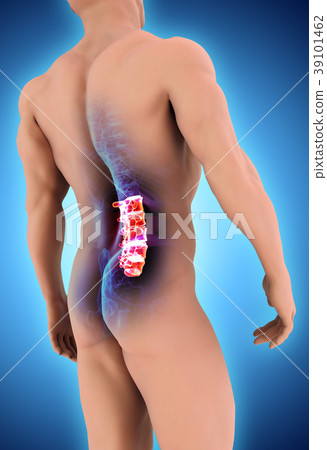 3D illustration of Sacral Spine, medical concept. 3D illustration of Sacral Spine, medical concept. 39101462