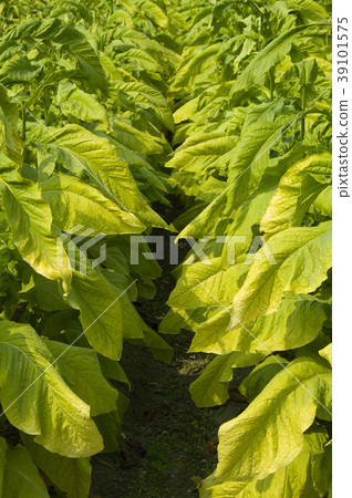 菸業,菸葉,菸草,農業,農作物,農產品 菸業,菸葉,菸草,農業,農作物,農產品 39101575